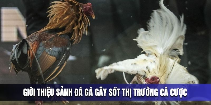 gioi-thieu-sanh-da-ga-gay-sot-thi-truong-ca-cuoc