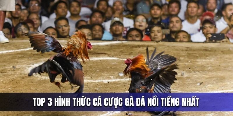 top-3-hinh-thuc-ca-cuoc-ga-da-noi-tieng-nhat